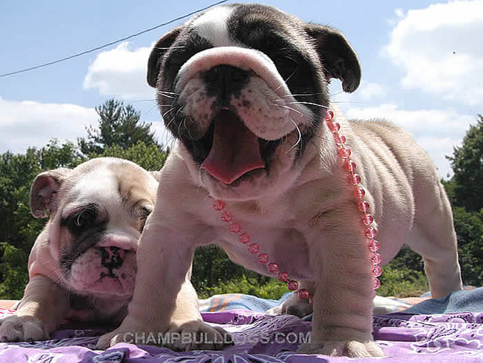 English bulldog puppies